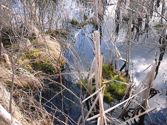 Thorne Moors: Thorne Moors